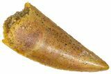 Serrated Raptor Tooth - Real Dinosaur Tooth #361015-1